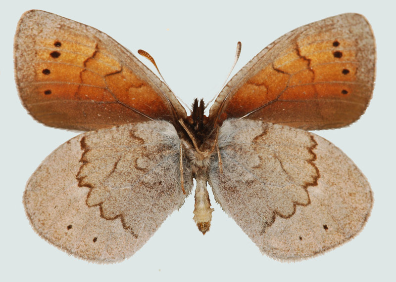 Erebia pandrose, Nordtirol, Zürs, © Foto M. Lödl