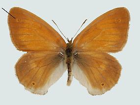 Großer Heufalter (Coenonympha tullia)