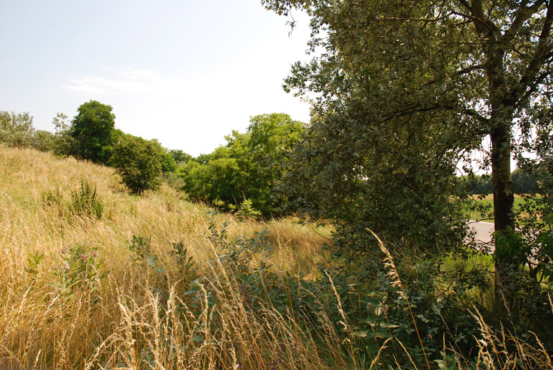 NÖ, Marchfeld, Parbasdorf, Flugplatz von Coenonympha pamphilus, © Foto M. Lödl