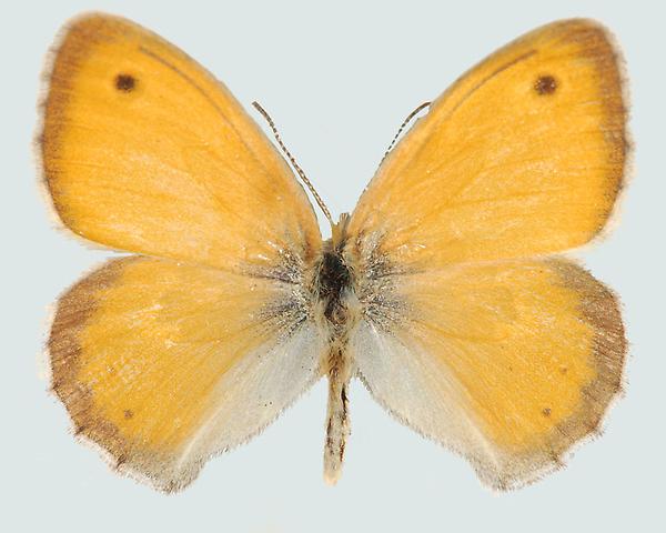 Coenonympha pamphilus, NÖ, St. Egyden, © Foto M. Lödl