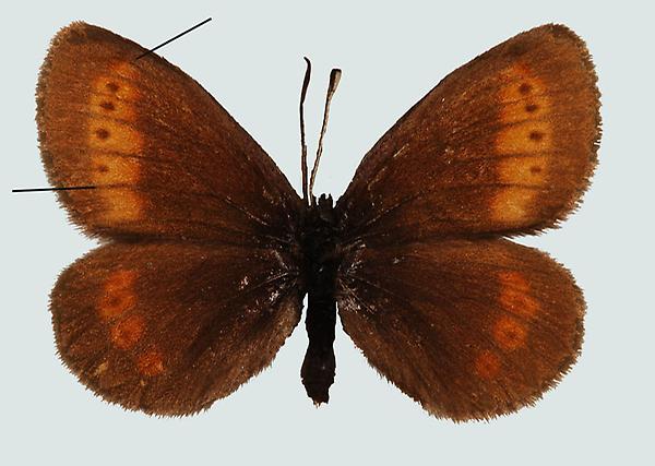 Erebia melampus, NT, Pitztal, © Foto M. Lödl