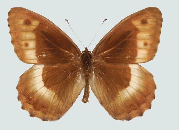 Hipparchia alcyone, Männchen, NÖ, Brunn, Steinfeld, © Foto M. Lödl