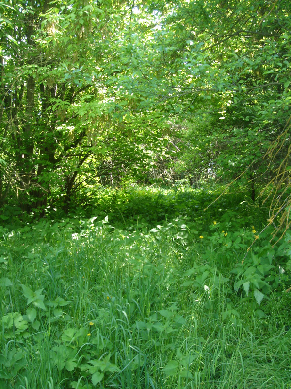 NÖ, Oberthern im Weinviertel, Flugplatz von Maniola jurtina, © Foto M. Lödl