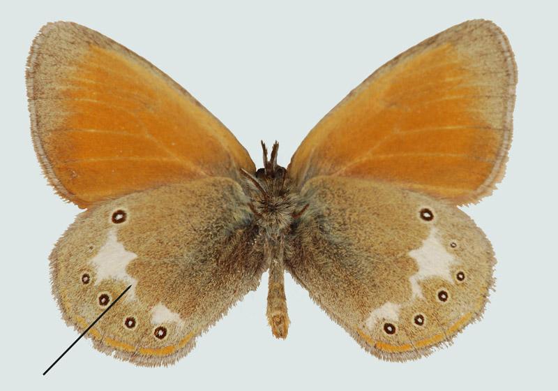 Coenonympha glycerion, NÖ, Waidhofen a.d.Y., © Foto M. Lödl