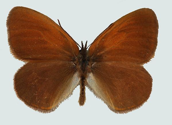 Coenonympha glycerion, NÖ, Waidhofen a.d.Y, © Foto M. Lödl