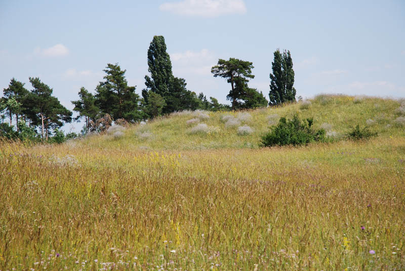 NÖ, Oberweiden, Flugplatz von Arethusana arethusa, © Foto M. Lödl