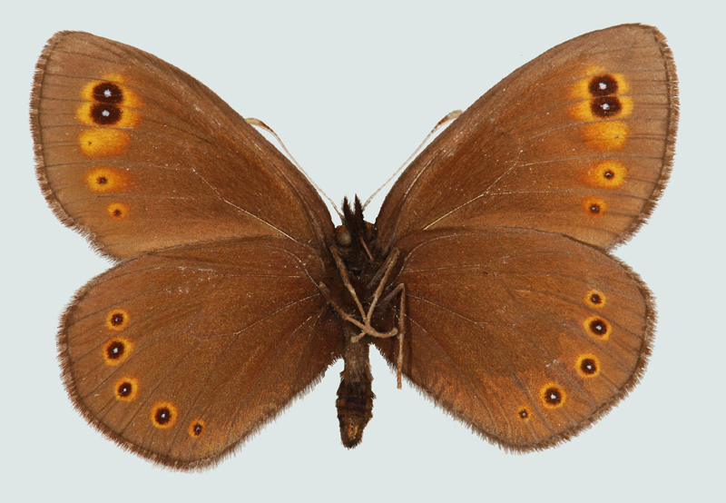 Erebia medusa, Männchen, NÖ, Rohrbach, Unterseite, © Foto M. Lödl