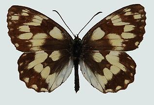 Schachbrett (Melanargia galathea) 