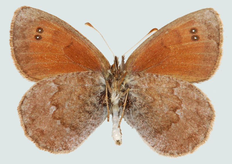 Erebia tyndarus, Südtirol, Seiser Alm, © Foto M. Lödl