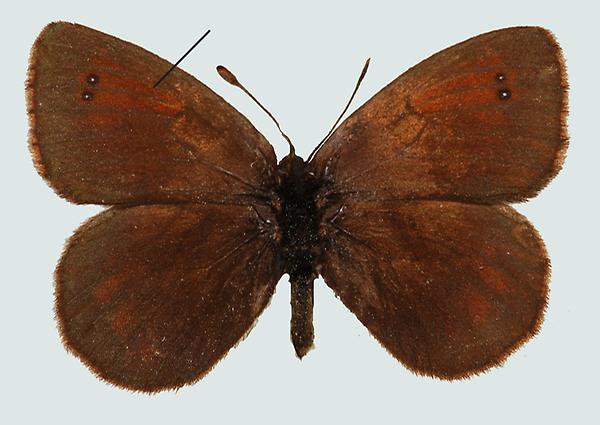 Erebia nivalis, Kärnten, Gr. Glockner, © Foto M. Lödl