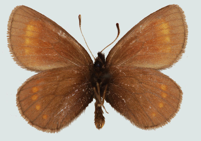 Erebia pharte, NT, Kesselalm b.Roßhag, © Foto M. Lödl