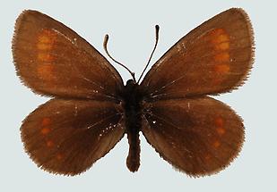 Unpunktierter Mohrenfalter (Erebia pharte)