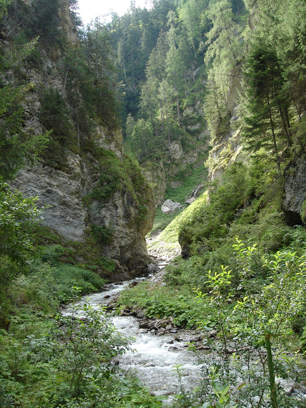 Tirol, Pfunds, Radurschlklamm, Flugplatz von Erebia ligea, © Foto M. Lödl