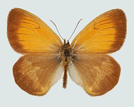 Weißbindiges Wiesenvögelchen, Perlgrasfalter (Coenonympha arcania)