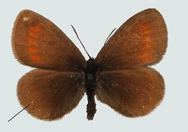 Erebia claudina, S, Katschberg Region, © Foto M. Lödl