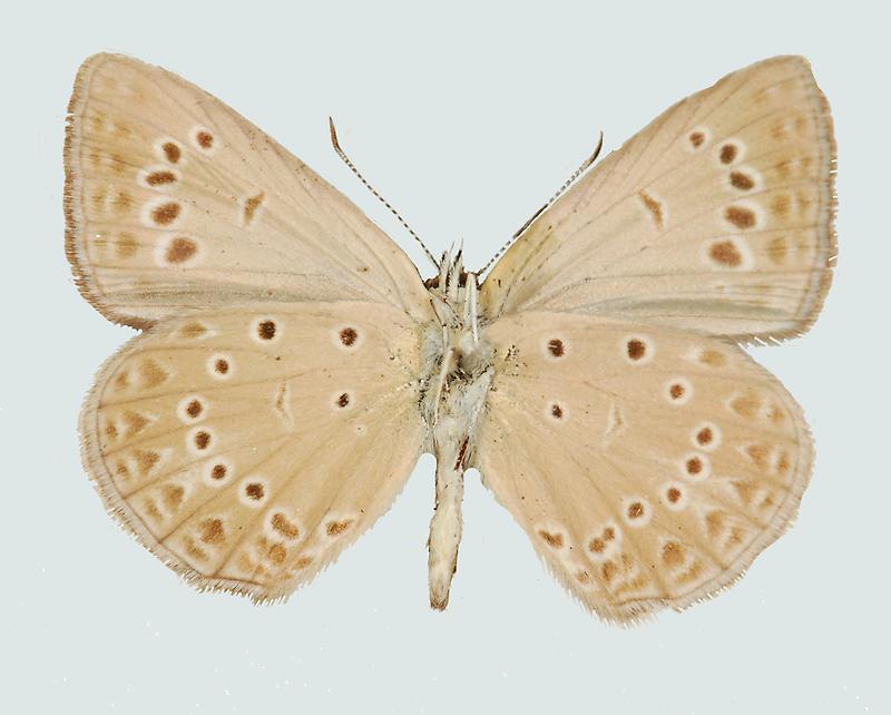 Agrodiaetus admetus, Unterseite