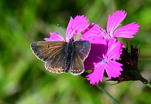 Aricia artaxerxes