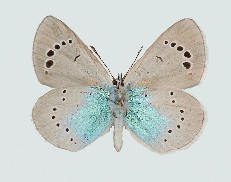 Himmelblauer Steinkleebläuling, Männchen, Unterseite