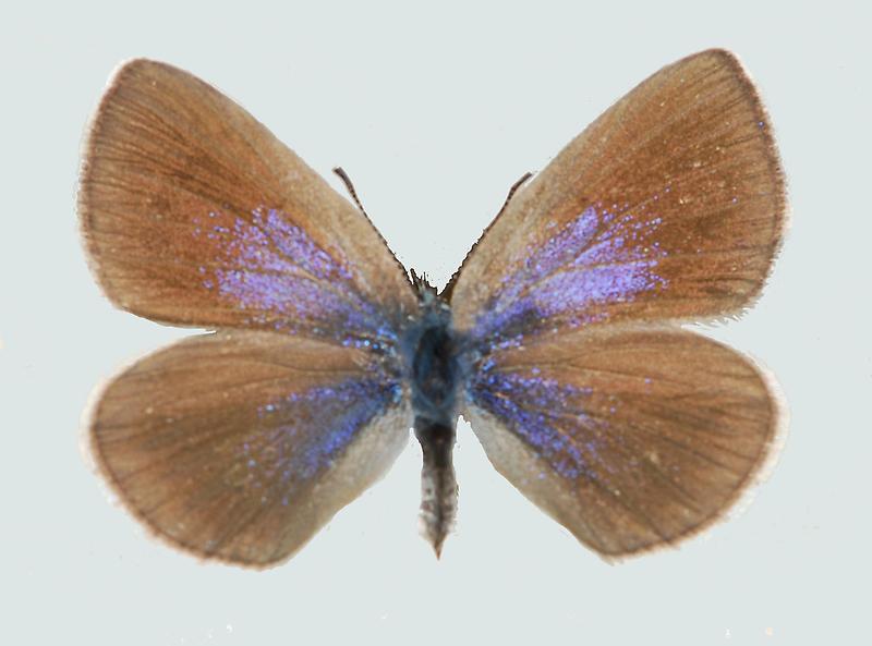 Himmelblauer Steinkleebläuling, Weibchen