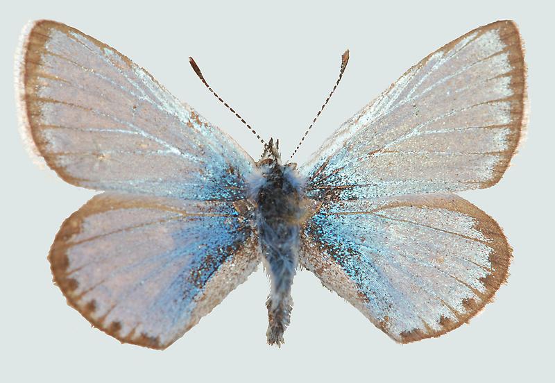 Polyommatus eros, Männchen, Oberseite