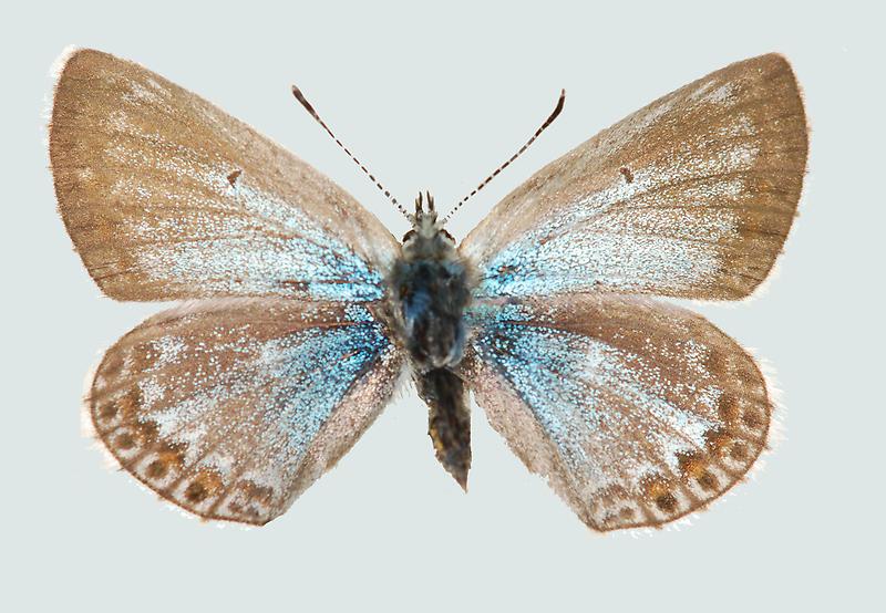 Polyommatus eros, Männchen, Oberseite