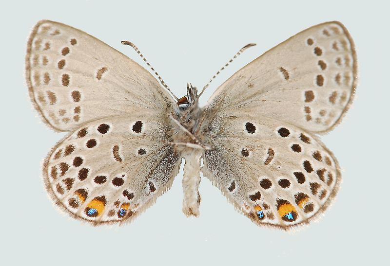 Violetter Silberfleckbläuling, Männchen, Unterseite