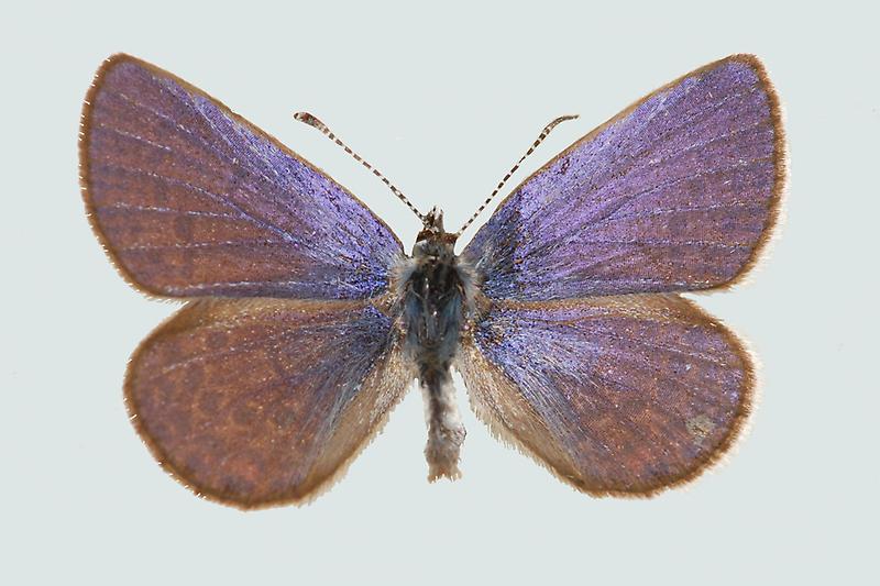 Violetter Silberfleckbläuling Oberseite
