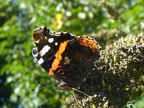 Admiral (Vanessa atalanta)