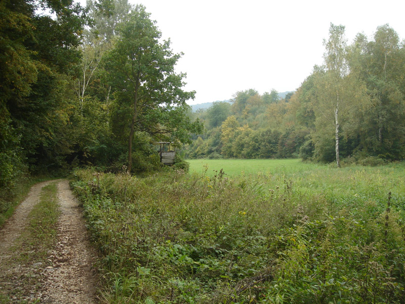 NÖ, Rohrwald bei Oberrohrbach, © Foto M. Lödl