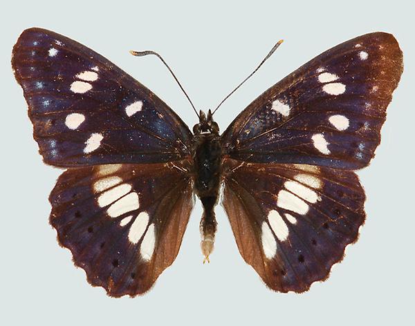 Limenitis reducta, NÖ, Mannersdorf, © Foto M. Lödl