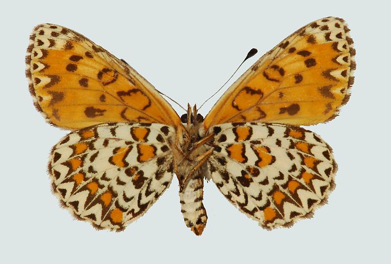 Melitaea trivia, NÖ, Altenhof am Kamp, Unterseite, © Foto M. Lödl