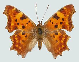 C-Falter (Polygonia c-album) 