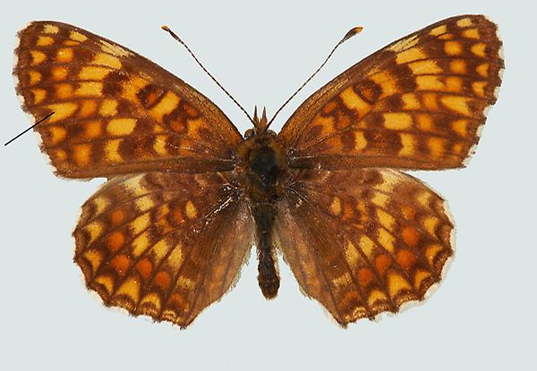 Melitaea phoebe, Nö, Weidlingbach, © Foto M. Lödl