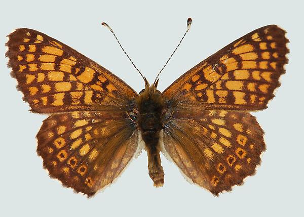 Melitaea cinxia, Nö, Altlengbach, © Foto M. Lödl