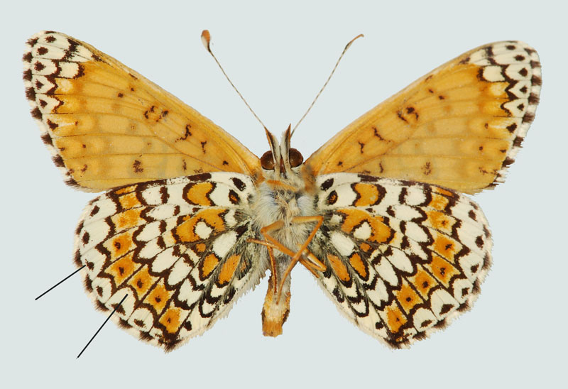 Melitaea cinxia, Nö, Altlengbach, Unterseite, © Foto M. Lödl