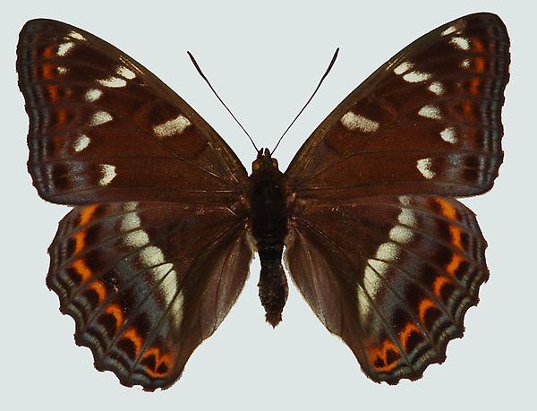 Limenitis populi, Unterolberndorf, © Foto M. Lödl