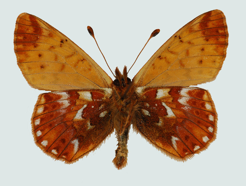 Boloria pales, Nordtirol, Zillertaler Alpen, Unterseite, © Foto M. Lödl