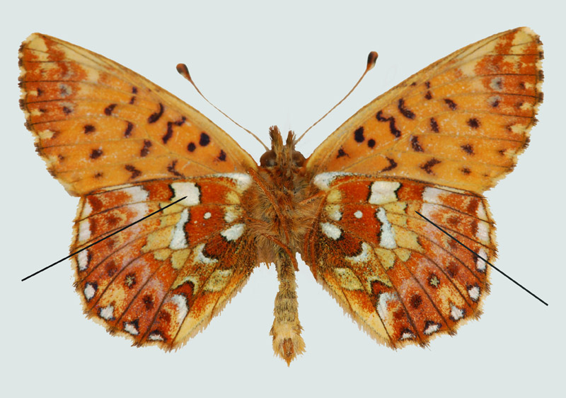 Boloria aquilonaris, Karwendel, Unterseite, © Foto M. Lödl