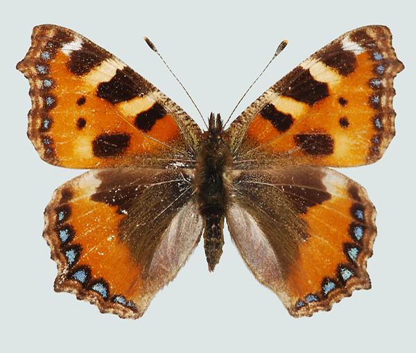 Aglais urticae, Kärnten, Birnbaum, © Foto M. Lödl