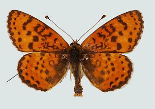 Roter Scheckenfalter (Melitaea didyma) 