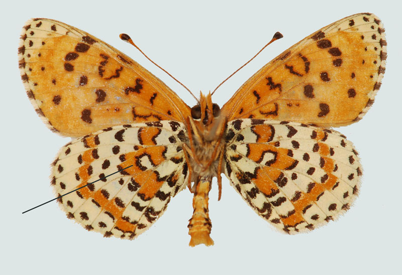 Melitaea didyma, NÖ, Schneeberg, Unterseite, © Foto M. Lödl