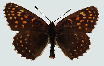 Silberscheckenfalter (Melitaea diamina)