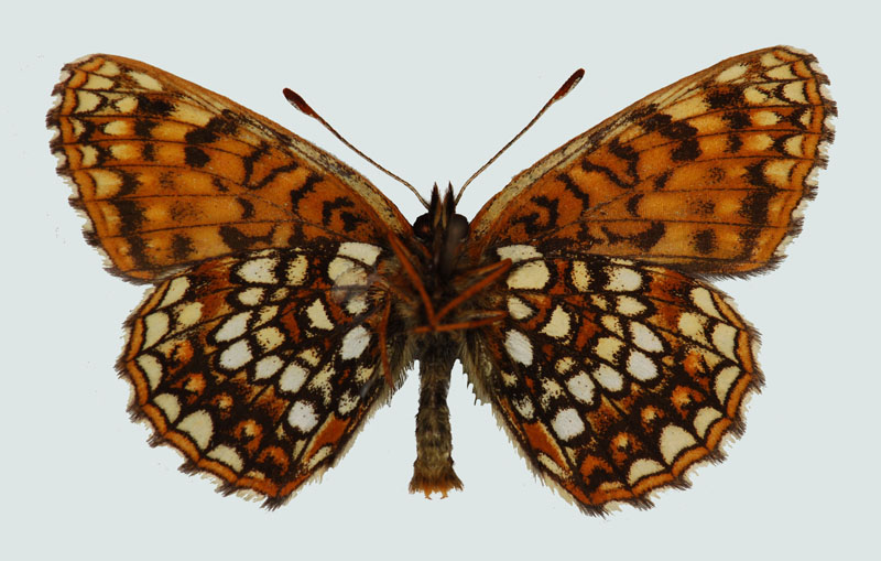 Melitaea diamina, Nordtirol, Vennatal, Unterseite, © Foto M. Lödl