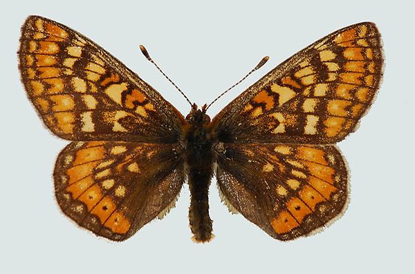 Eurodryas aurinia, Nordtirol, Wildschönau, © Foto M. Lödl