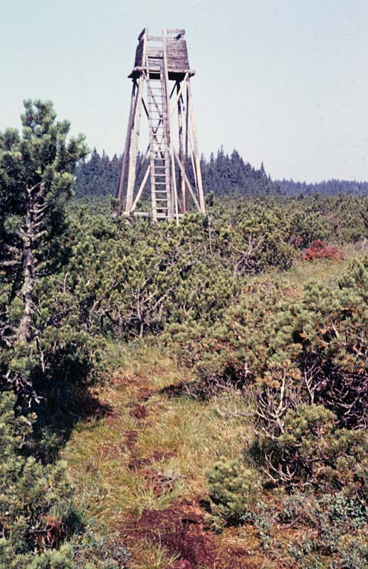 Heidelbeer-Schnabeleule, Flugplatz