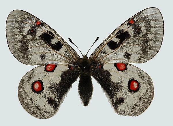 Parnassius phoebus, Weibchen, Reichenstein, © Foto M. Lödl