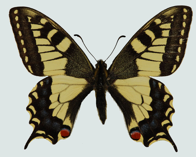 Papilio machaon, Hainburger Berge, © Foto M.Lödl