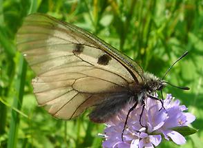 Schwarzer Apollo (Parnassius mnemosyne)