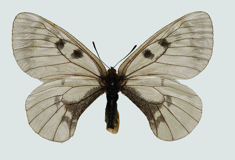 Parnassius mnemosyne, Weibchen, Sattnitz, Kärnten, © M. Lödl