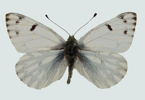 Pontia callidice, Männchen, Ortler, © Foto M. Lödl